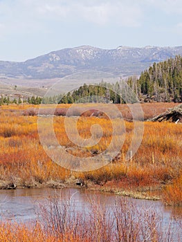 Vertical shot of a gold-yellow meadow by the Yampa river in Steamboat Springs Colorado