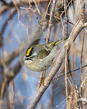 Vertical shot of a golden-crowned kinglet on the tree