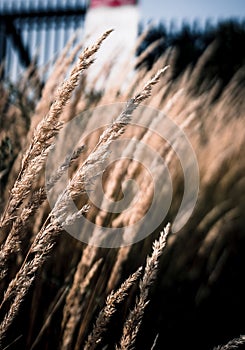 Vertical shot of the golden Rye (Secale cereale)