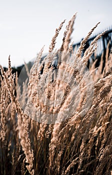 Vertical shot of the golden Rye (Secale cereale)