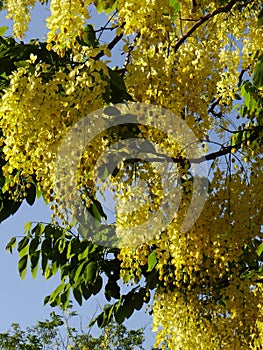 Vertical shot of a Golden Shower Senna tree on sky background - Indian Laburnum - Pudding Pipe Tree