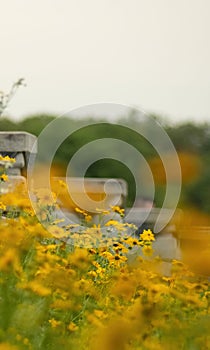 Vertical shot of gorgeous field with yellow Cosmos (Coreopsideae) flowers in Qinglonghu Park, China