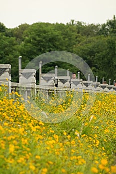 Vertical shot of gorgeous field with yellow Cosmos (Coreopsideae) flowers in Qinglonghu Park, China