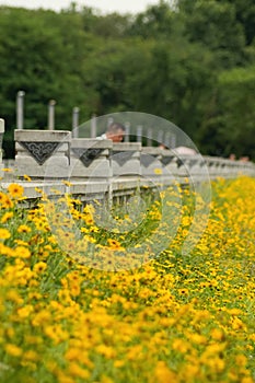 Vertical shot of gorgeous field with yellow Cosmos (Coreopsideae) flowers in Qinglonghu Park, China