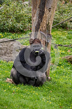 Vertical shot of a gorilla eating munching on a leaf leaning on a tree