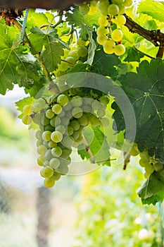 Vertical shot of grapes hanging on vines ready for harvest in September
