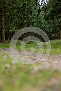 Vertical shot of a Gravelroad in a forest photo