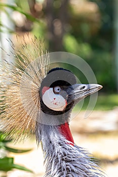 Vertical shot of a gray crowned crane