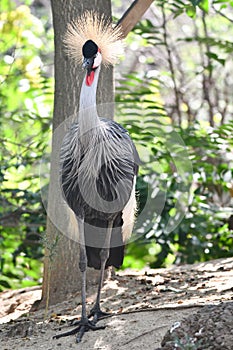 Vertical shot of a gray crowned crane standing on blurred background