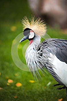 Vertical shot of a gray crowned crane in a zoo in daylight on a blurred background