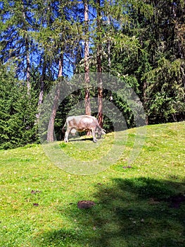 Vertical shot of a grazing cow Luson, South Tyrol