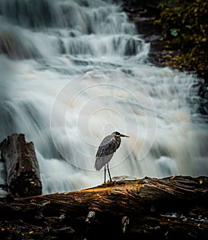 Vertical shot of a great blue heron perched on a wood with waterfall in the background