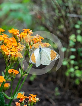 Vertical shot of a great orange tip butterfly feeding on orange flowers.