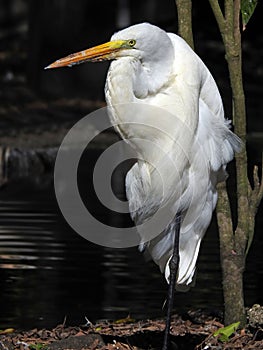 Vertical shot of a great white heron standing beside a tree