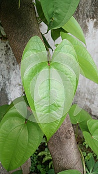 Vertical shot of greater yam leaves on a wood