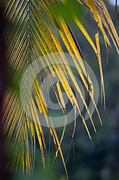 Vertical shot of a green coconut leaf in Cianjur, Indonesia, on a blurred background
