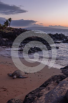 Vertical shot of a green dea turtle rest on the beach at sunset