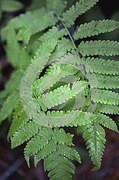 Vertical shot of green fern plants on a blurred background..