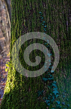 Vertical shot of green moss growing on a tree trunk in Maksimir Forest Park in Zagreb, Croatia