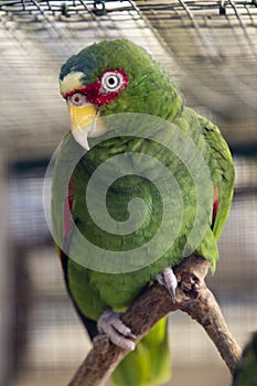 Vertical shot of a green parrot inside the cage