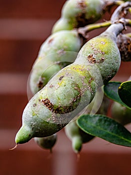 Vertical shot of a green seedpod on a tree branch in a blurred background