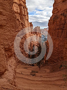 Vertical shot of green trees in rocky mountains in Bryce Canyon National Park, Utah