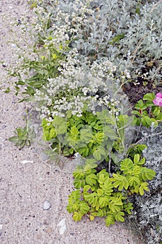 Vertical shot of greenery in Drejet, Torohuse in Denmark