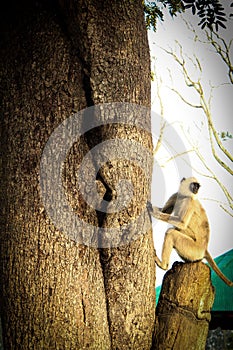 Vertical shot of the grey langur on a tree