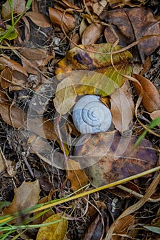 Vertical shot of a grey snail shell in fallen autumn leaves.