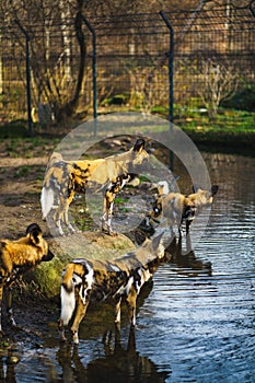 Vertical shot of a group of African wild dogs (Lycaon pictus) in a zoo on a sunny day