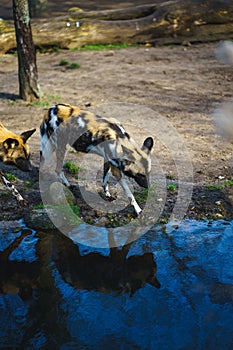 Vertical shot of a group of African wild dogs (Lycaon pictus) in a zoo on a sunny day