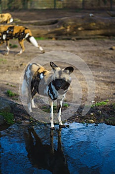 Vertical shot of a group of African wild dogs (Lycaon pictus) in a zoo on a sunny day