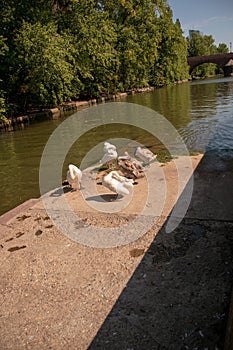 Vertical shot of a group of brown and white swans near a pond