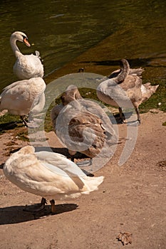 Vertical shot of a group of brown and white swans near a pond