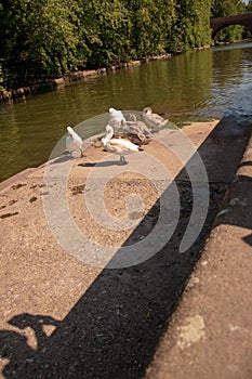 Vertical shot of a group of brown and white swans near a pond