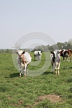 Vertical shot of a group of cows grazing on a grassy field