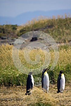 Vertical shot of a group of cute Emperor penguins hanging out in the Tierra del Fuego, Patagonia