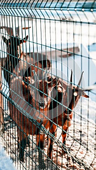 Vertical shot of a group of goats in a field covered in snow