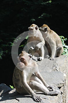Vertical shot of a group of monkeys at the zoo