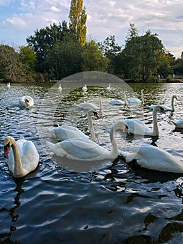 Vertical shot of a group of swans swimming in a lake