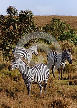 Vertical shot of the group of zebras