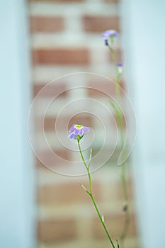 Vertical shot of a growing delicate purple flower