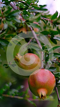 Vertikálne z rastúce granátové jablká na strom 