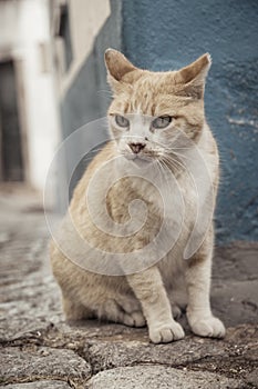 Vertical shot of a grumpy straycat in the cobblestoned streets