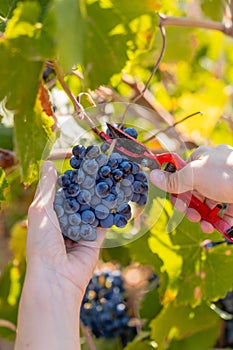 Vertical shot of a hand cutting a bunch of red grapes detail shot