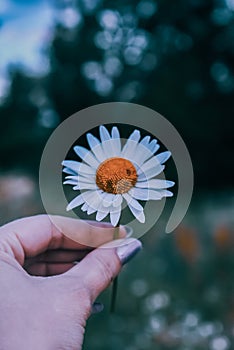 Vertical shot of a hand holding a daisy flower