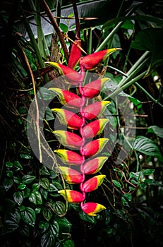 Vertical shot of a Hanging lobster claw flower plant in a garden