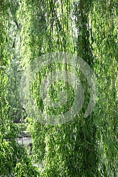 Vertical shot of hanging willow branches with leafs. Texture background.