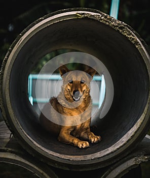 A vertical shot of a happy dog sitting in a tube