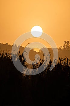 Vertical shot of a hayfield during a beautiful sunset - perfect for wallpaper